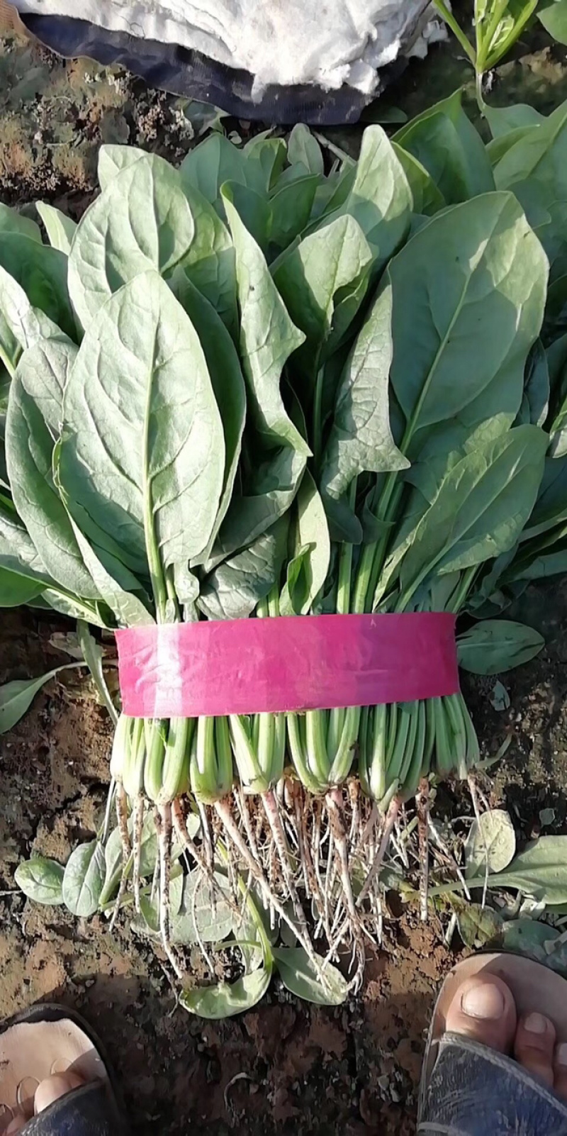 精品蔬菜大量上市质量好价格大掉钱