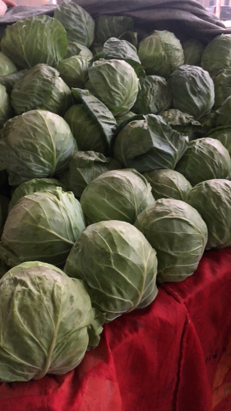 精品蔬菜大量上市质量好价格大掉钱