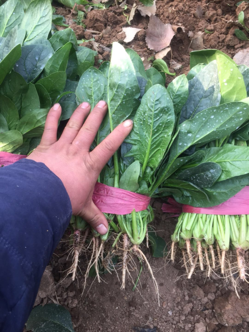 精品蔬菜大量上市质量好价格大掉钱