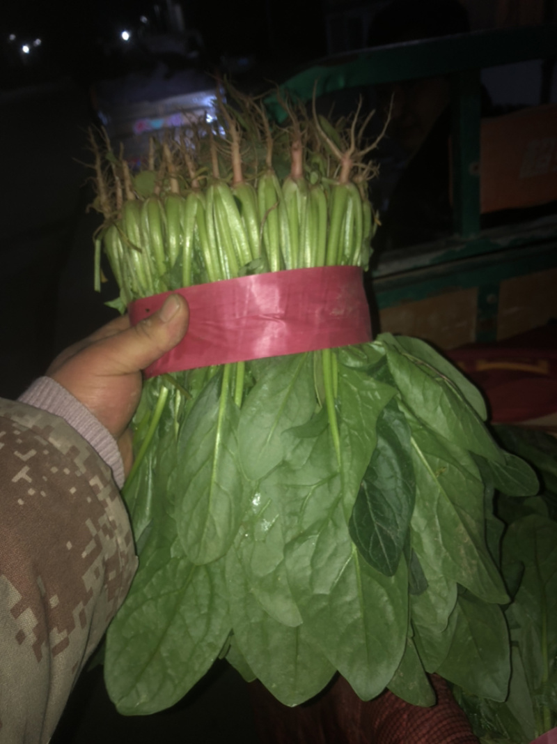 精品蔬菜大量上市质量好价格大掉钱