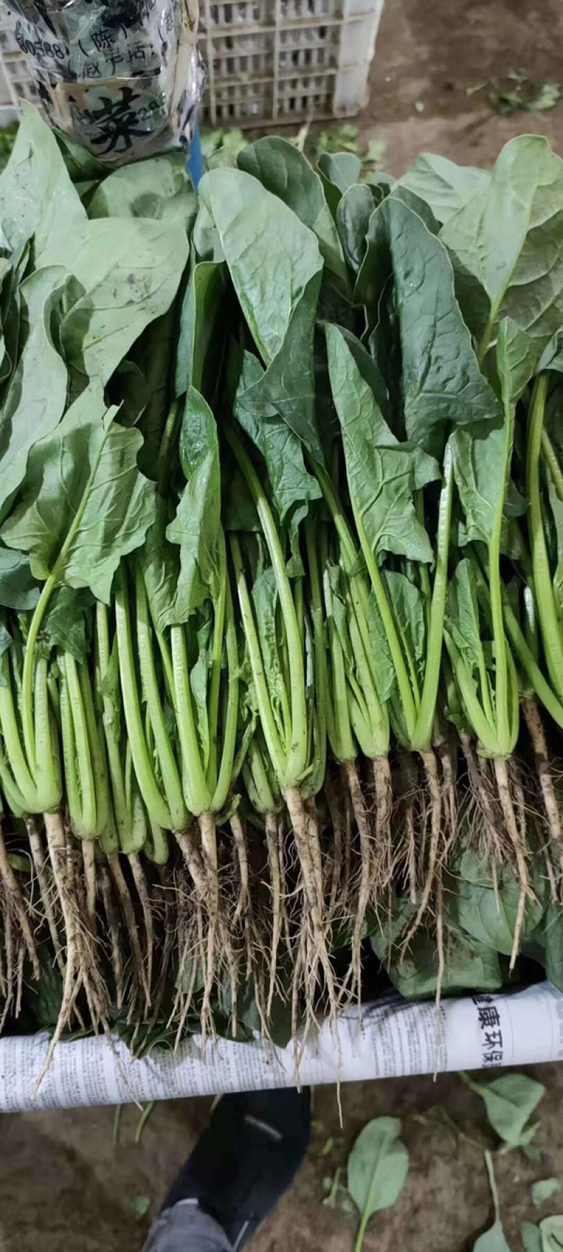 精品蔬菜大量上市质量好价格大掉钱