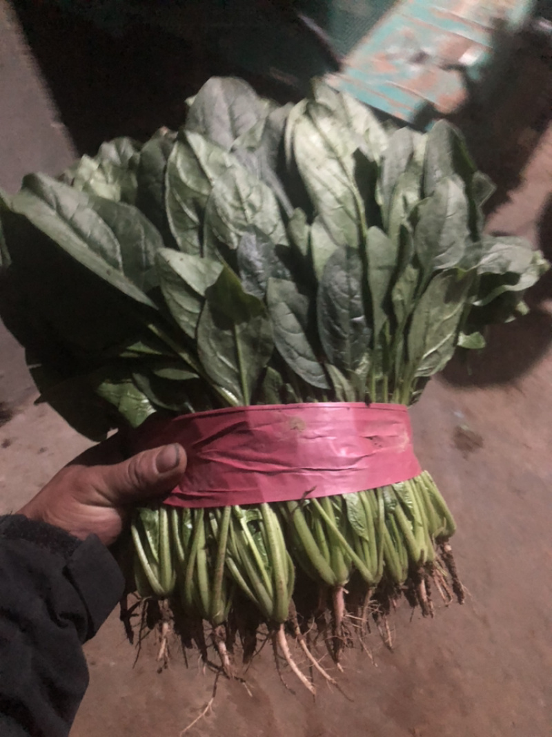 精品蔬菜大量上市质量好价格大掉钱