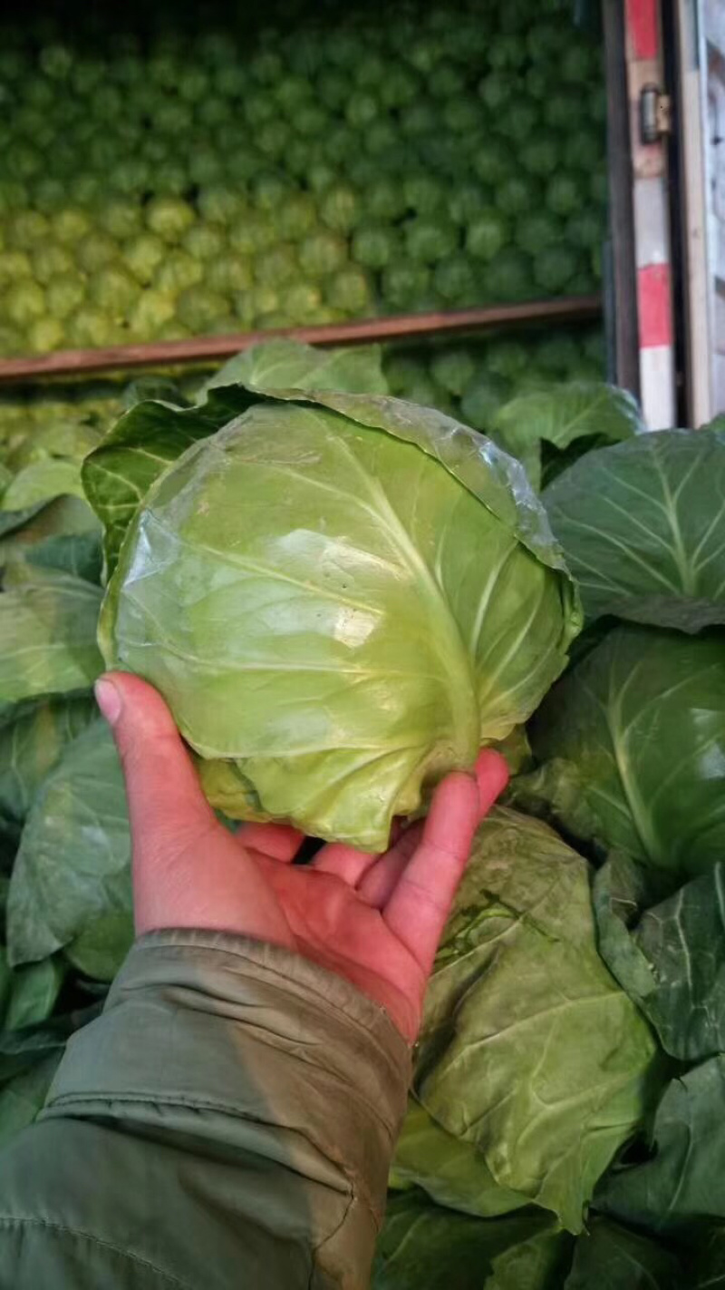 精品蔬菜大量上市质量好价格大掉钱