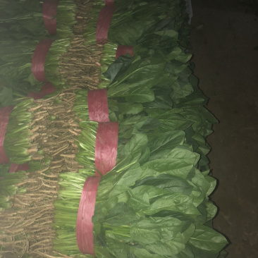 精品蔬菜大量上市质量好价格大掉钱