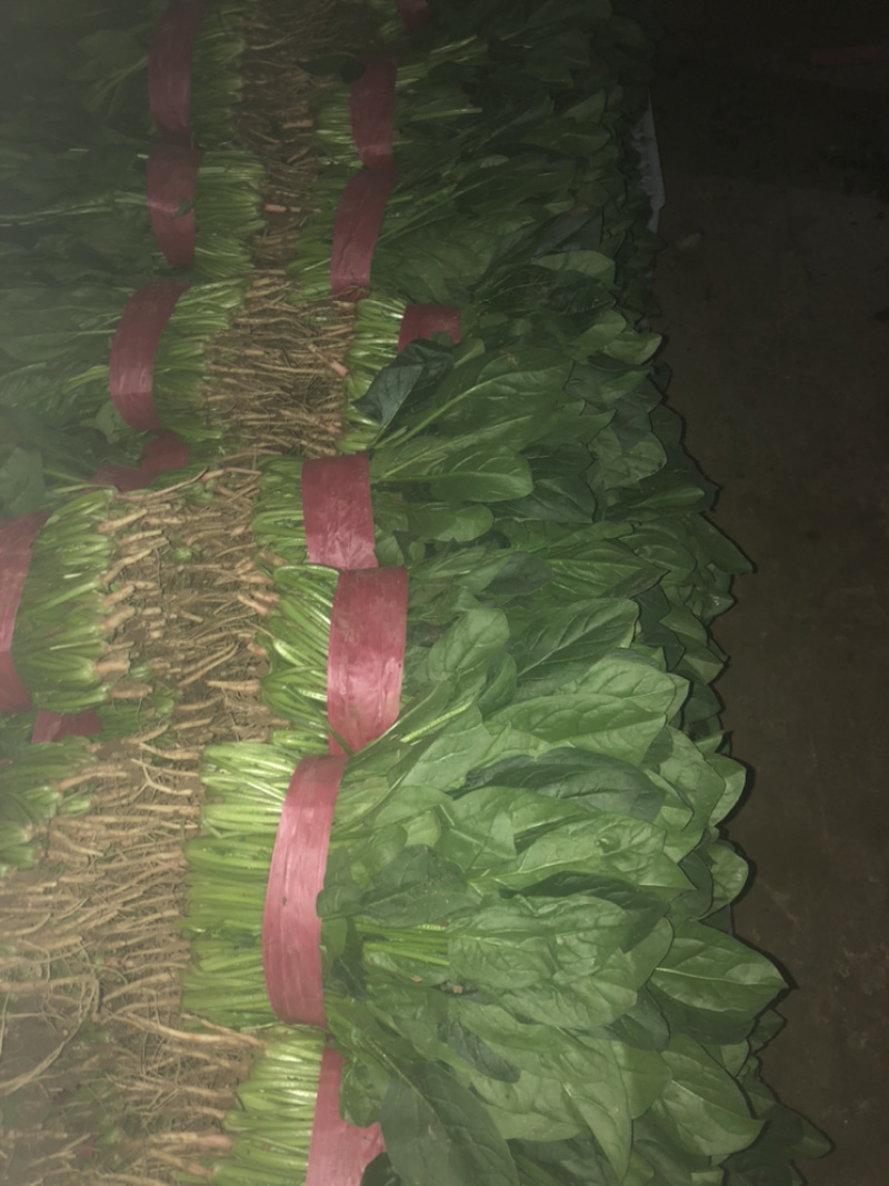 精品蔬菜大量上市质量好价格大掉钱