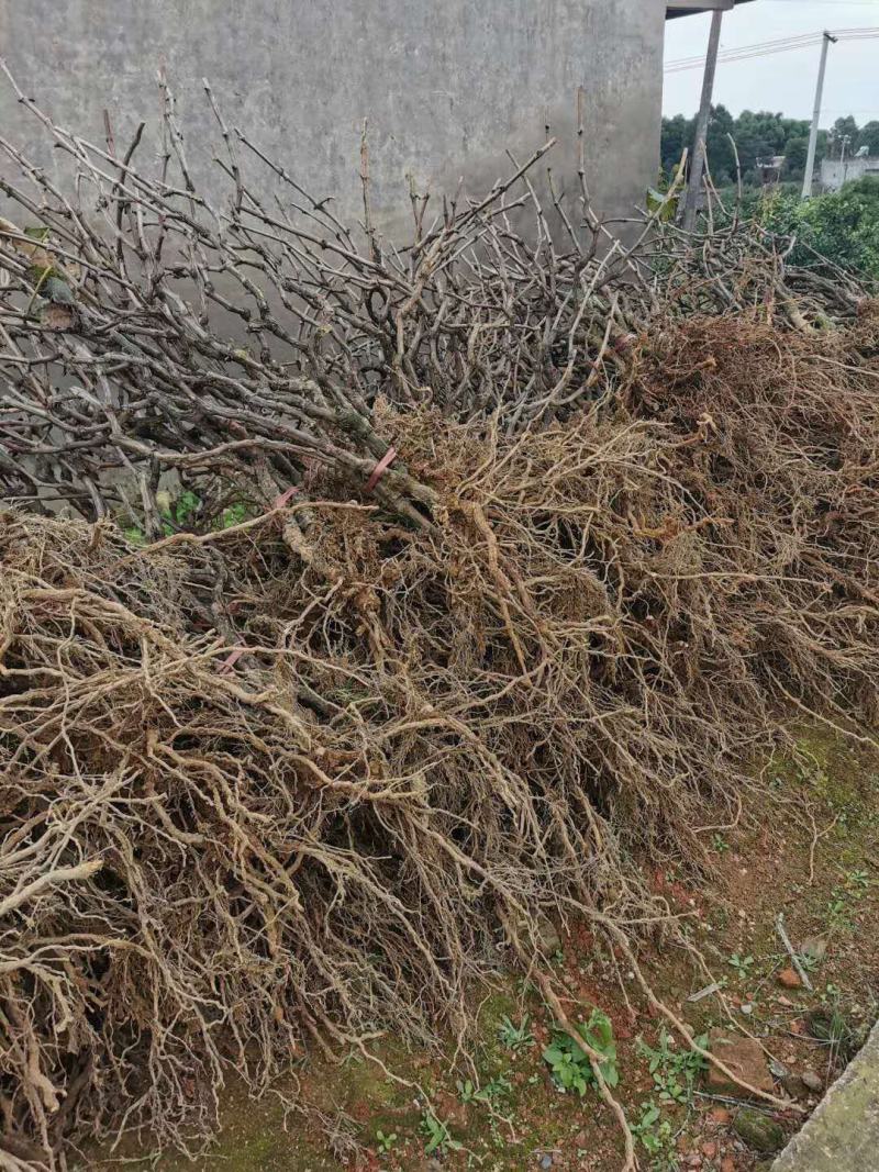 特早熟蓝宝石新品种无核早甜特大葡萄树苗盆地栽当年结果