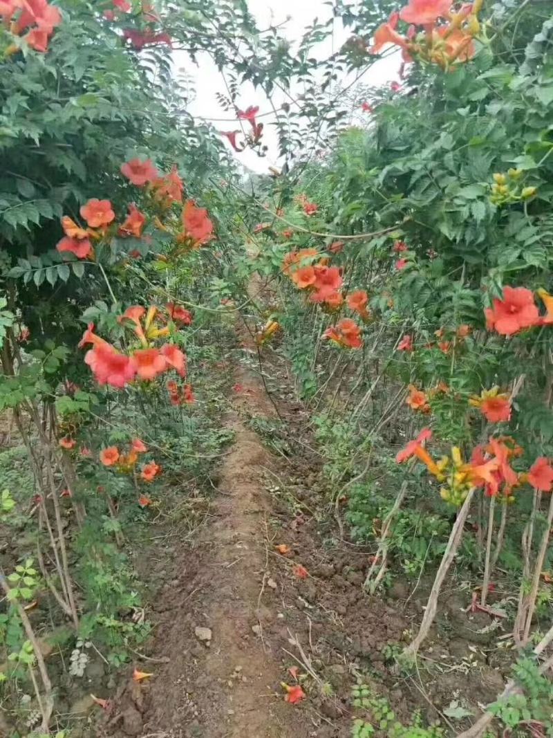 专供凌霄大小规格齐全