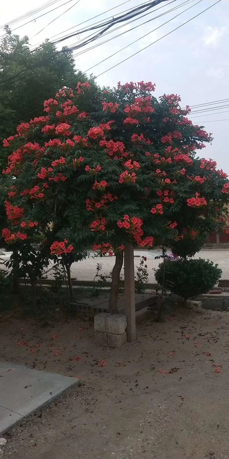 专供凌霄大小规格齐全