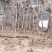 专供凌霄大小规格齐全