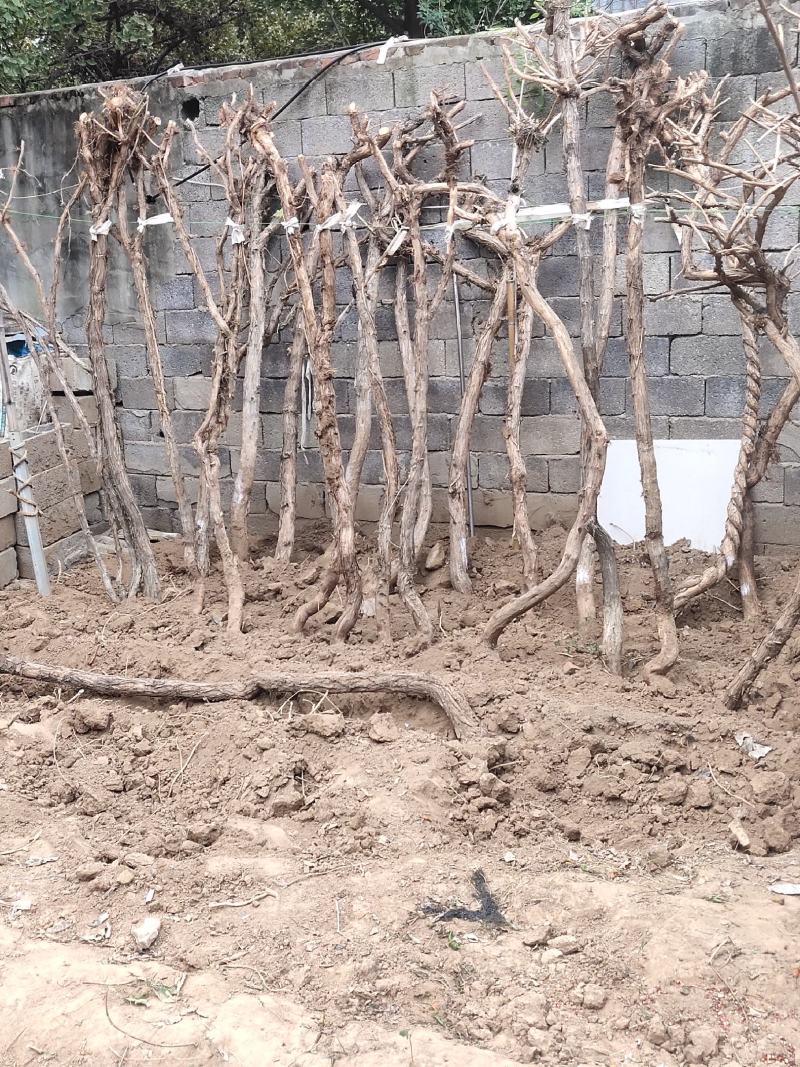 专供凌霄大小规格齐全