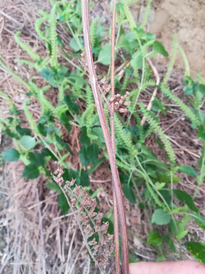 苏梗野生白苏有叶苏梗花期采晒干品中药材苏麻