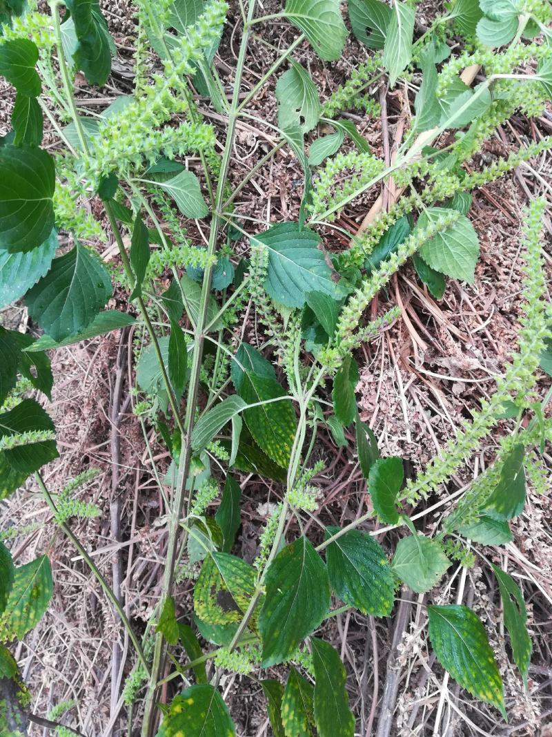 苏梗野生白苏有叶苏梗花期采晒干品中药材苏麻
