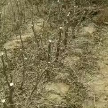 鲜食品种枣树苗，品种齐全，纯正，技术指导常年免费。