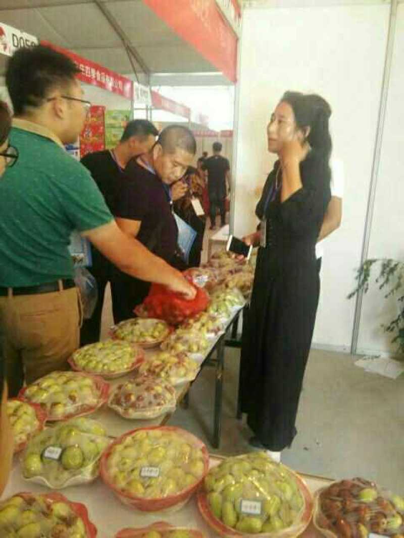 鲜食品种枣树苗，品种齐全，纯正，技术指导常年免费。