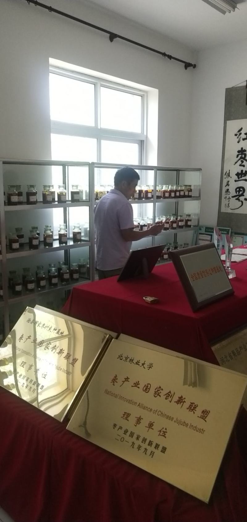 鲜食品种枣树苗，品种齐全，纯正，技术指导常年免费。