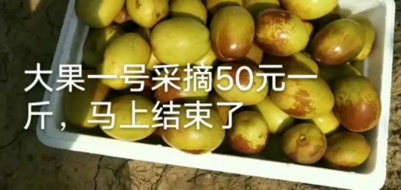 鲜食品种枣树苗，品种齐全，纯正，技术指导常年免费。
