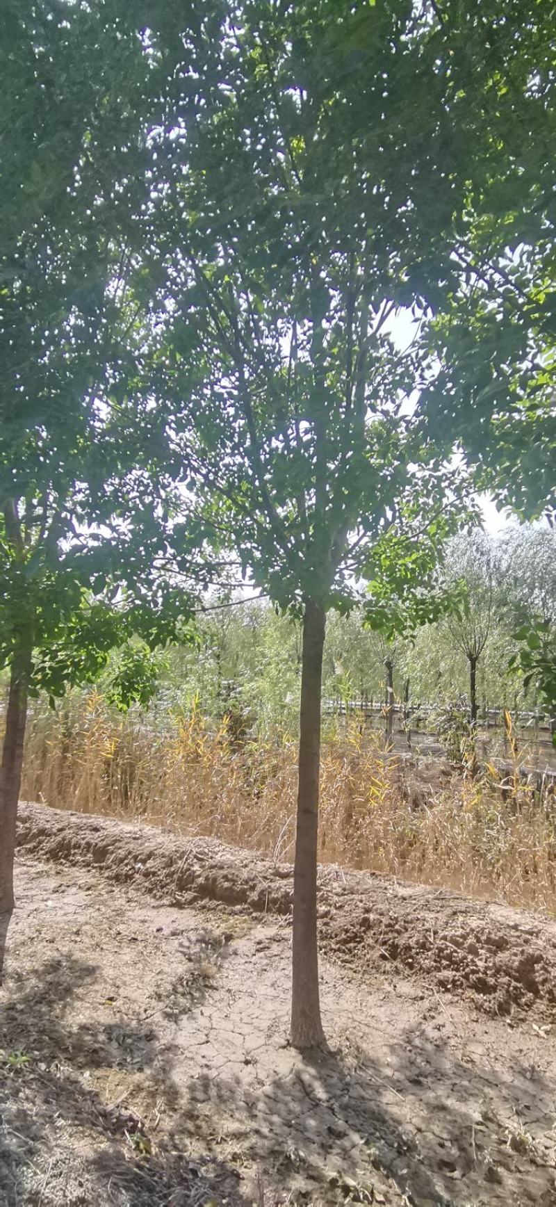 6-20公分白蜡，诚信第一，质量保证，假一罚十。