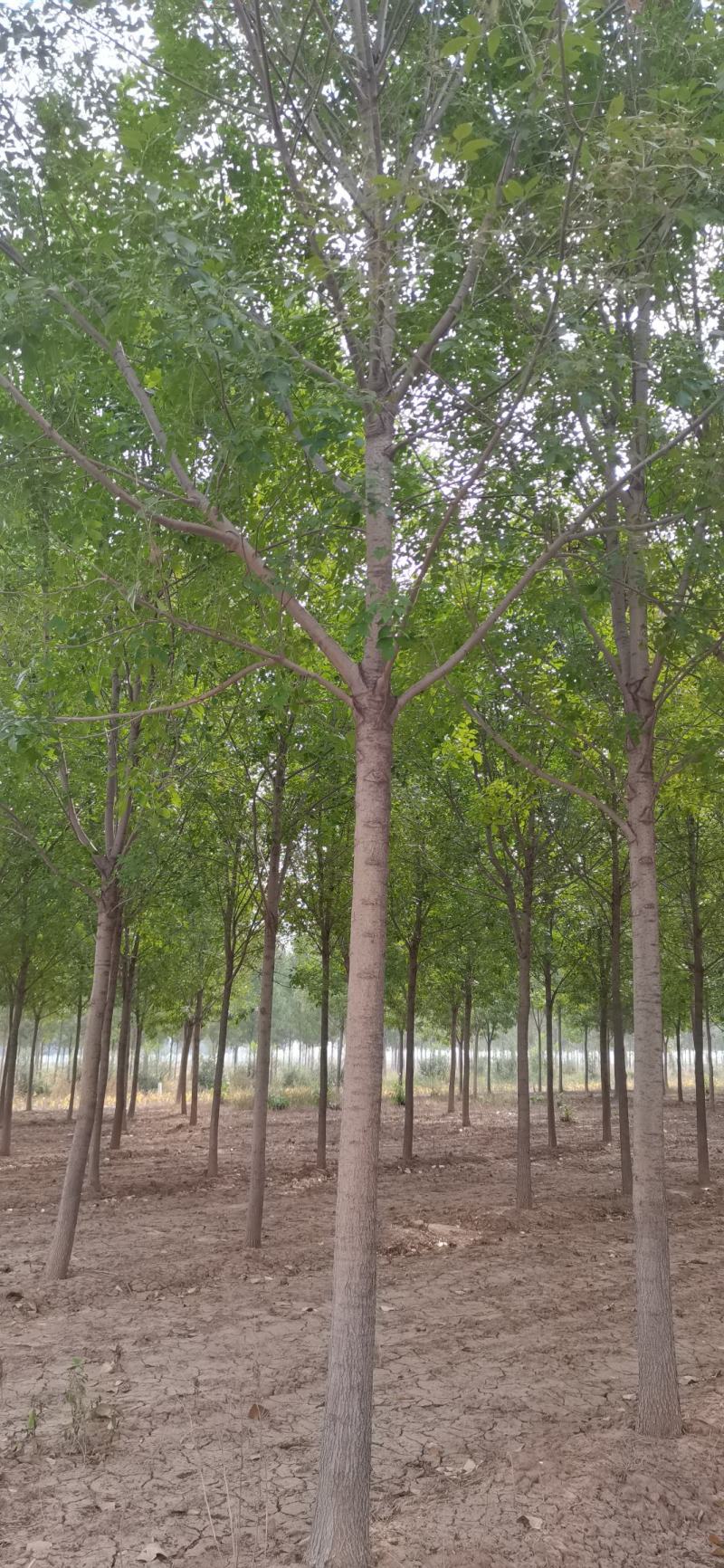 6-20公分白蜡，诚信第一，质量保证，假一罚十。