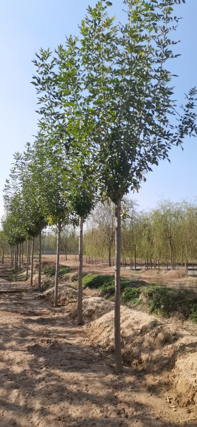 6-20公分白蜡，诚信第一，质量保证，假一罚十。