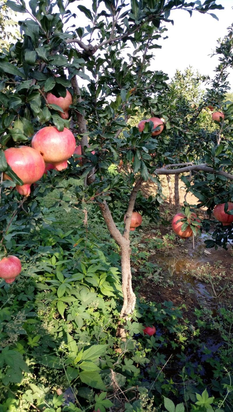 石榴树，果石榴树独杆石榴树丛生石榴树石榴树小苗