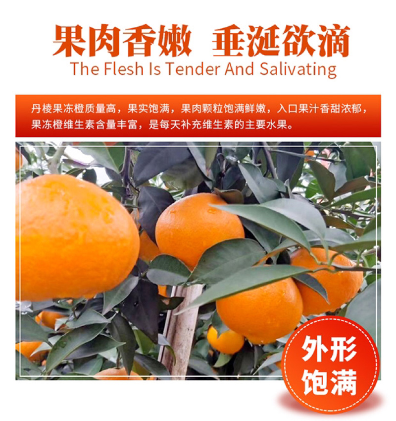 爱媛38号果冻橙手剥橙一件代发