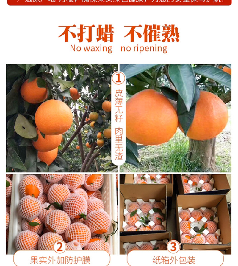 爱媛38号果冻橙手剥橙一件代发
