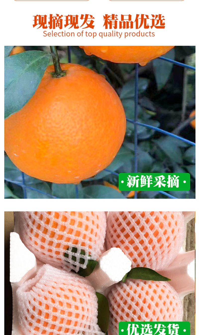 爱媛38号果冻橙手剥橙一件代发