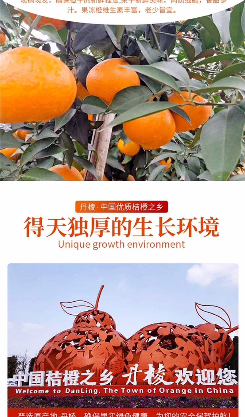 爱媛38号果冻橙手剥橙一件代发