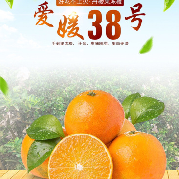 爱媛38号果冻橙手剥橙一件代发