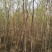 山东柳树苗，柳树苗，山东垂柳苗，200亩苗圃直供
