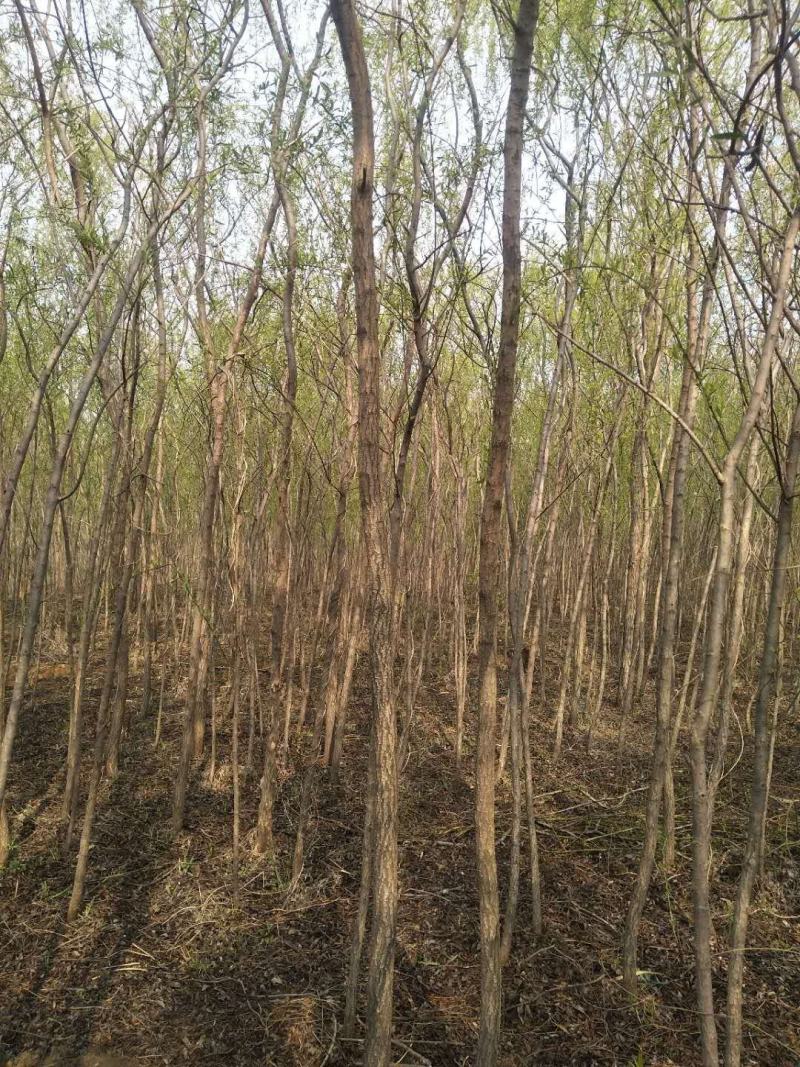 山东柳树苗，柳树苗，山东垂柳苗，200亩苗圃直供