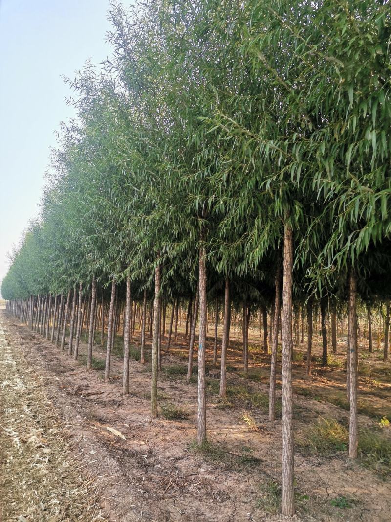山东柳树苗，柳树苗，山东垂柳苗，200亩苗圃直供