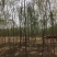 山东柳树苗，柳树苗，山东垂柳苗，200亩苗圃直供