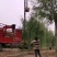 山东柳树苗，柳树苗，山东垂柳苗，200亩苗圃直供