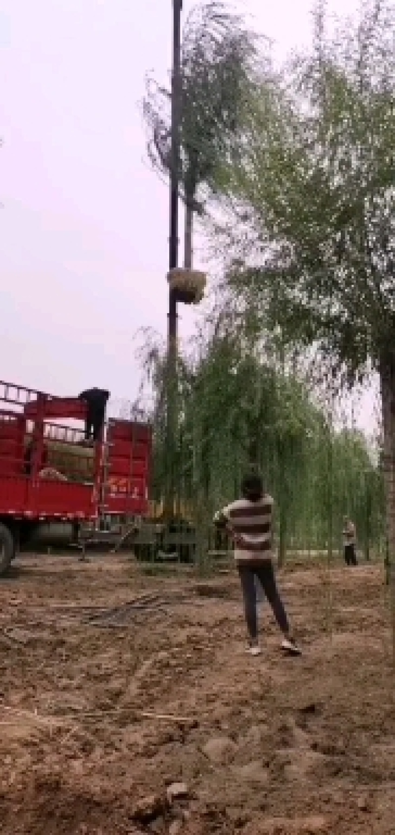 山东柳树苗，柳树苗，山东垂柳苗，200亩苗圃直供