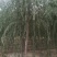 山东柳树苗，柳树苗，山东垂柳苗，200亩苗圃直供