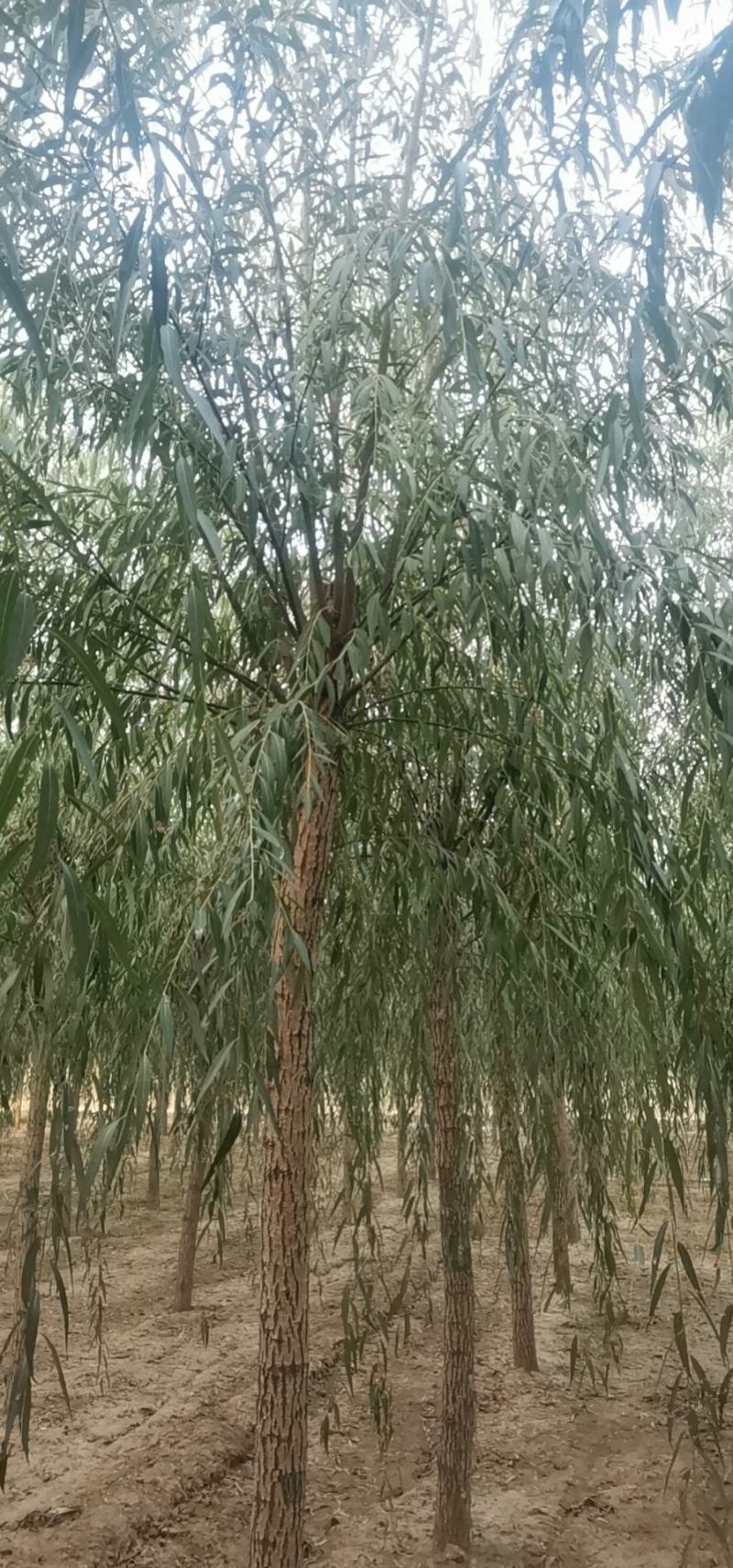 山东柳树苗，柳树苗，山东垂柳苗，200亩苗圃直供