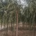 山东柳树苗，柳树苗，山东垂柳苗，200亩苗圃直供