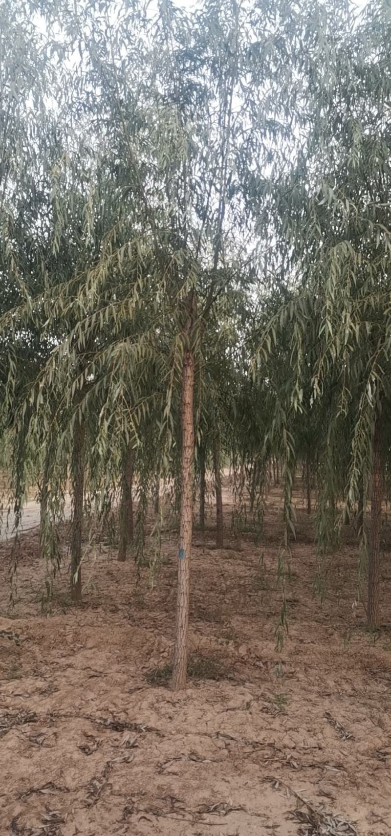 山东柳树苗，柳树苗，山东垂柳苗，200亩苗圃直供