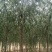 山东柳树苗，柳树苗，山东垂柳苗，200亩苗圃直供