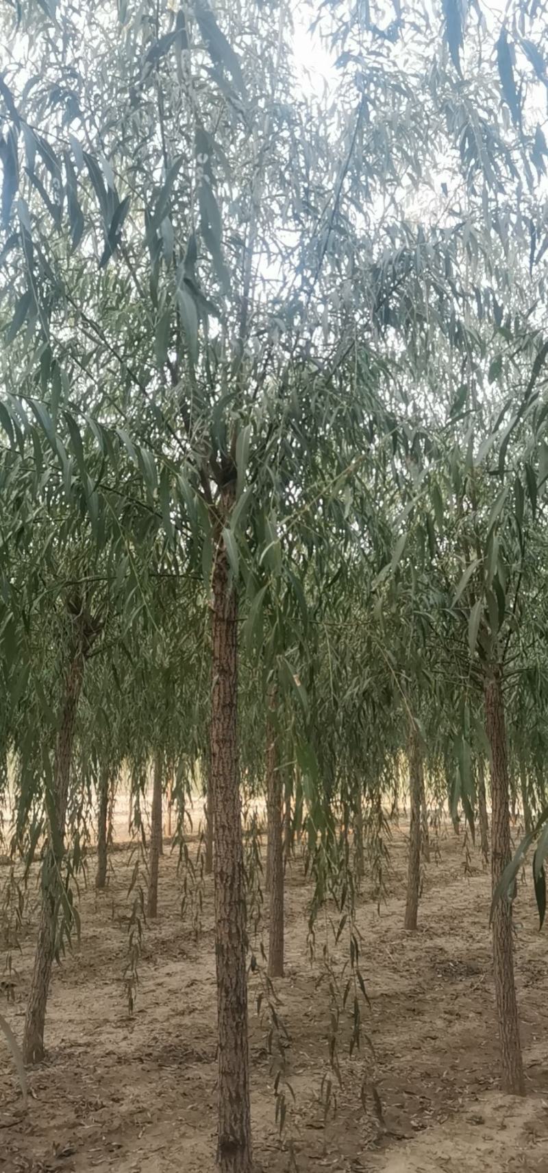 山东柳树苗，柳树苗，山东垂柳苗，200亩苗圃直供