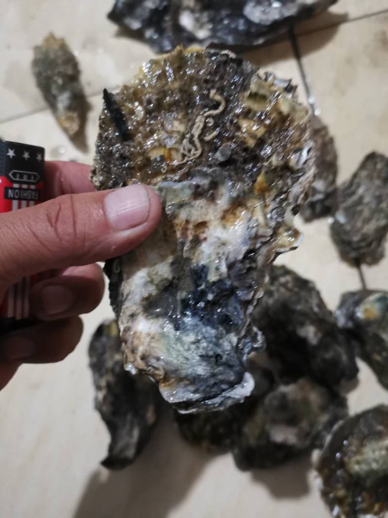 龙蚝1-45-10大量有货