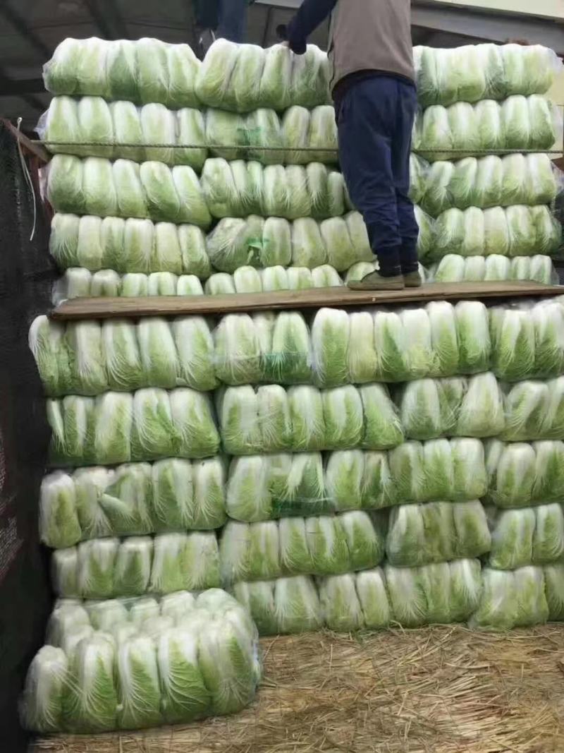 大白菜，青杂三号。北京三号净菜无虫眼无坏根。