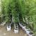 基地直供精品工程用竹紫竹品质优良质量保证