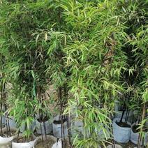 基地直供精品工程用竹紫竹品质优良质量保证