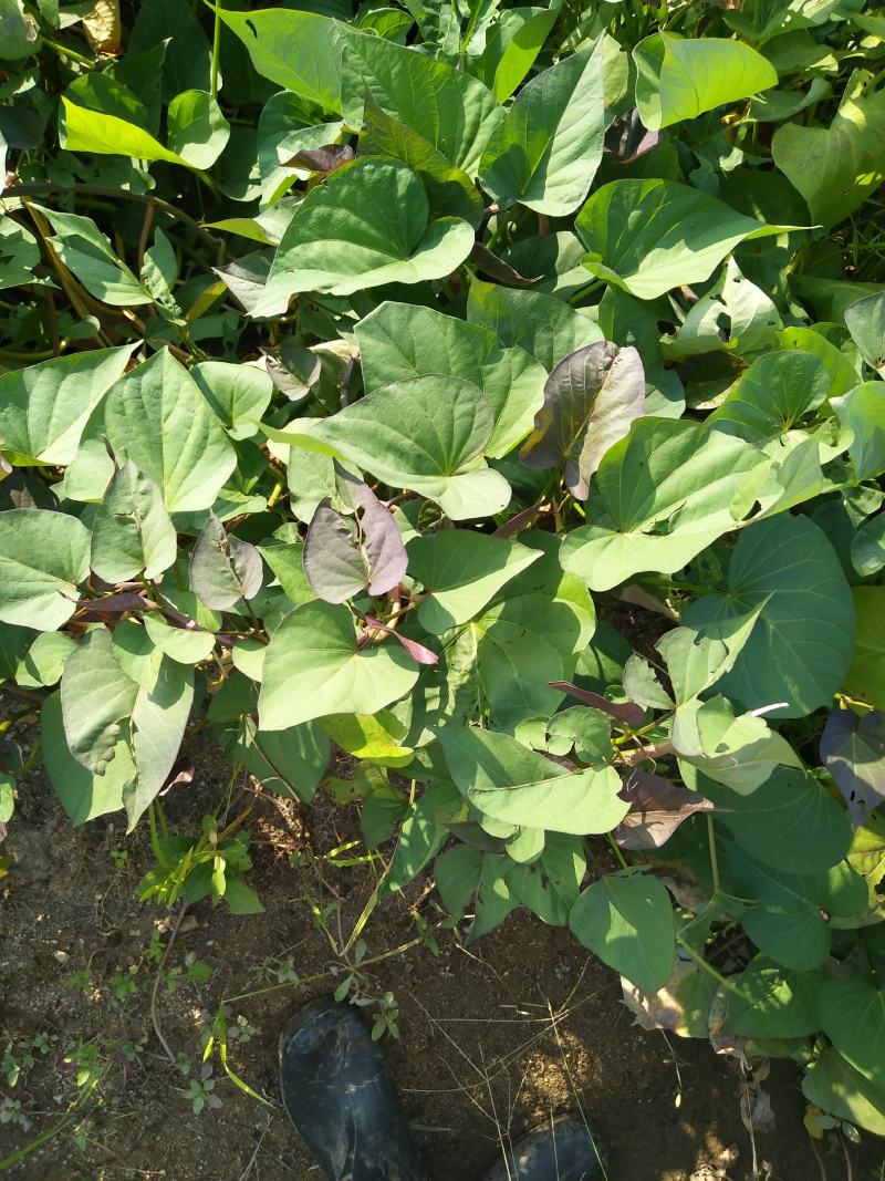 西瓜红薯苗自家村里种植