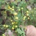 野菊花已产，欢迎下单。
