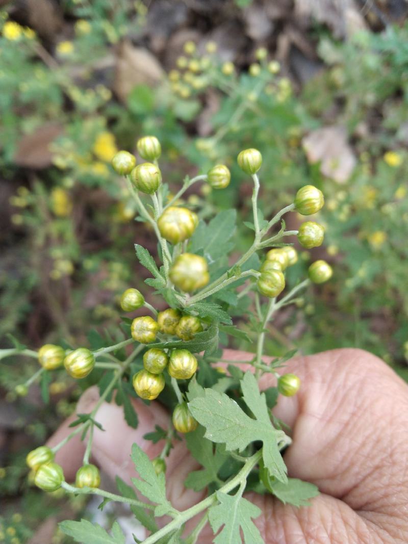 野菊花已产，欢迎下单。