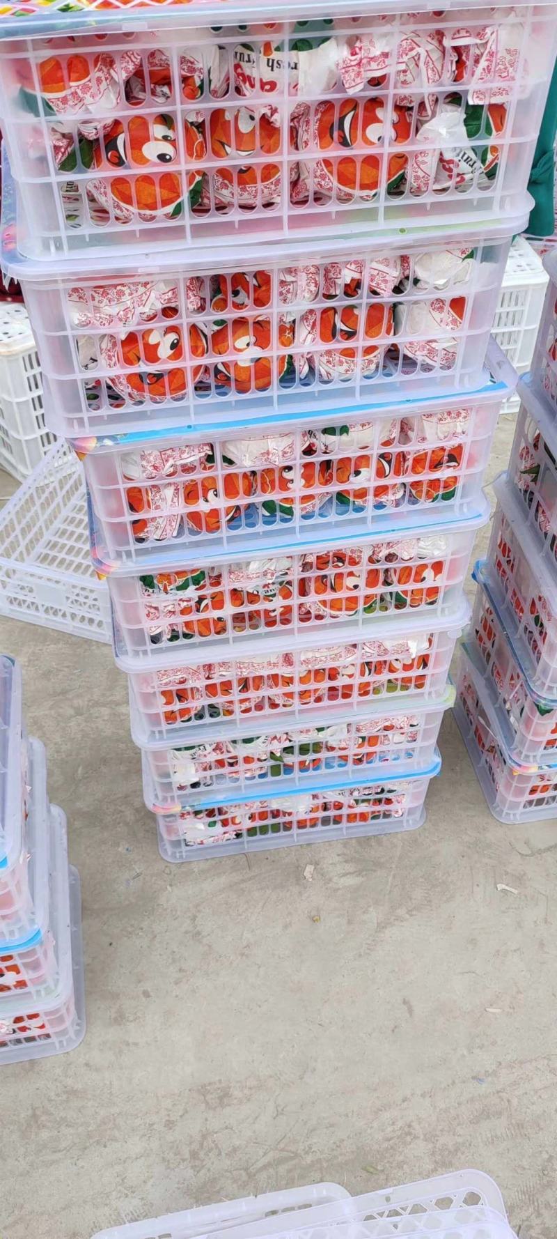 假丑橘、耙耙柑产地批发，鲜果现采，提供加工及包装
