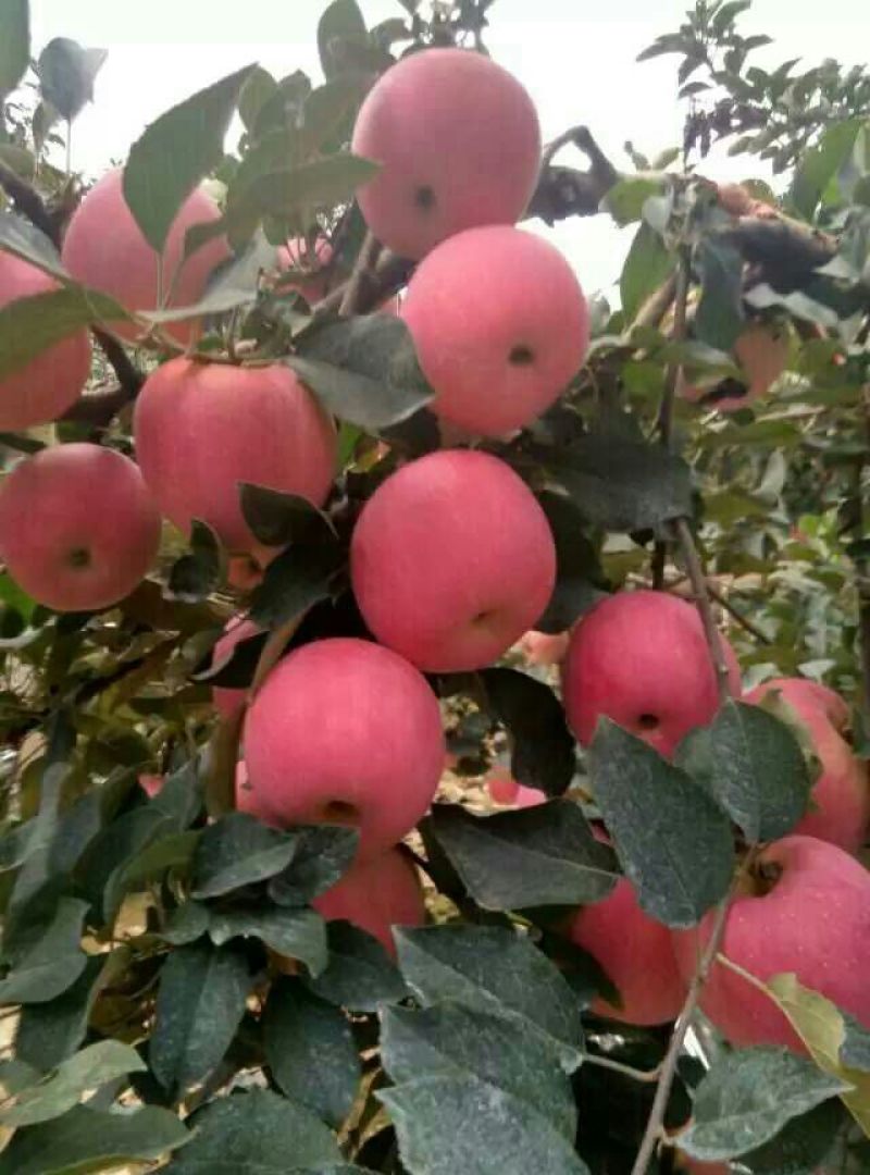 山东烟台红富士苹果*规格齐全*货源充足*产地代存代收